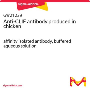 Anti-CLIF antibody produced in chicken affinity isolated antibody, buffered aqueous solution