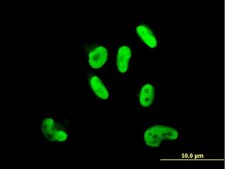 Monoclonal Anti-SOX9 antibody produced in mouse clone 3C10, purified immunoglobulin, buffered aqueous solution