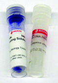 Lambda DNA Hind III Digest for DNA electrophoresis