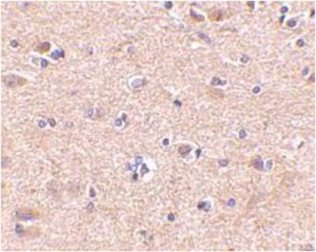 Anti-VGF Antibody from rabbit, purified by affinity chromatography