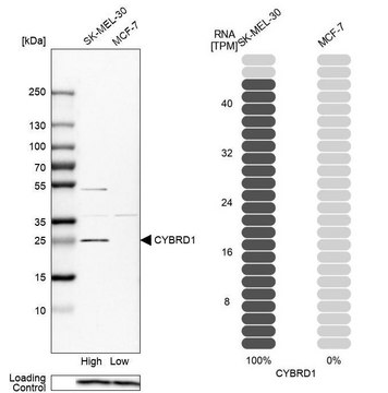 Anti-CYBRD1 antibody produced in rabbit Prestige Antibodies&#174; Powered by Atlas Antibodies, affinity isolated antibody, buffered aqueous glycerol solution