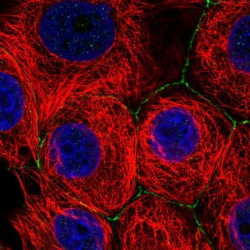 Anti-SLC2A11 antibody produced in rabbit Prestige Antibodies&#174; Powered by Atlas Antibodies, affinity isolated antibody