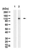 Anti-p-KAP-1 (Ser824) Antibody, clone 1K9 ZooMAb&#174; Rabbit Monoclonal recombinant, expressed in HEK 293 cells