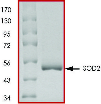 SOD2, GST tagged human recombinant, expressed in E. coli, &#8805;70% (SDS-PAGE), buffered aqueous glycerol solution