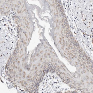 Anti-KDF1 antibody produced in rabbit Prestige Antibodies&#174; Powered by Atlas Antibodies, affinity isolated antibody, buffered aqueous glycerol solution, ab1