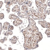 Monoclonal Anti-PIEZO1 antibody produced in mouse Prestige Antibodies&#174; Powered by Atlas Antibodies, clone CL9714, purified immunoglobulin, buffered aqueous glycerol solution