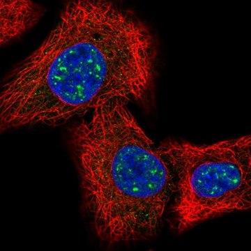 Anti-IQCK antibody produced in rabbit Prestige Antibodies&#174; Powered by Atlas Antibodies, affinity isolated antibody