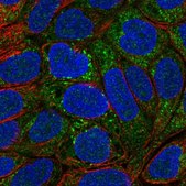Anti-MOCOS antibody produced in rabbit Prestige Antibodies&#174; Powered by Atlas Antibodies, affinity isolated antibody, buffered aqueous glycerol solution