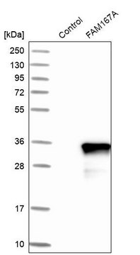 Anti-FAM167A antibody produced in rabbit Prestige Antibodies&#174; Powered by Atlas Antibodies, affinity isolated antibody, buffered aqueous glycerol solution