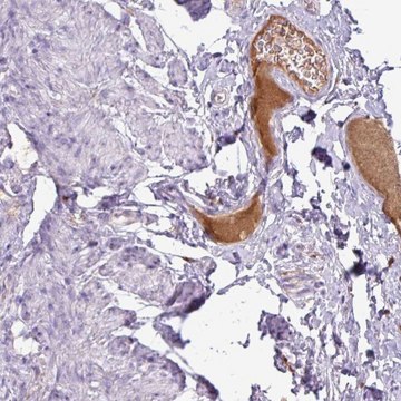 Anti-C4A antibody produced in rabbit Prestige Antibodies&#174; Powered by Atlas Antibodies, affinity isolated antibody, buffered aqueous glycerol solution