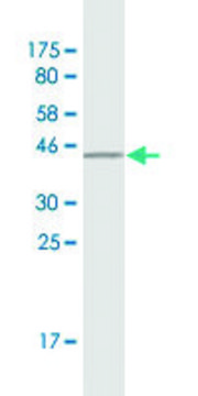 Monoclonal Anti-PIGR antibody produced in mouse clone 2G5, purified immunoglobulin, buffered aqueous solution
