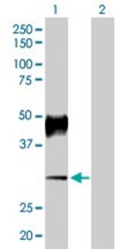 Anti-ATP4B antibody produced in rabbit purified immunoglobulin, buffered aqueous solution