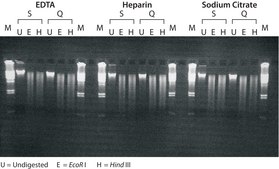GenElute&#8482; Blood Genomic DNA Kit sufficient for 70&#160;purifications