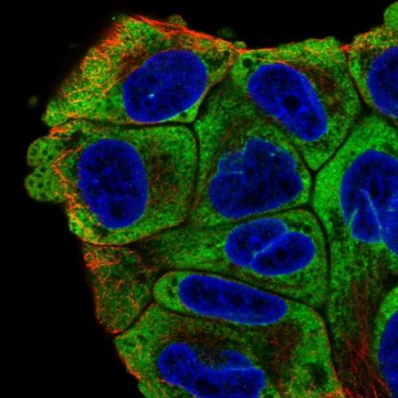 Anti-PABPC1 antibody produced in rabbit Prestige Antibodies&#174; Powered by Atlas Antibodies, affinity isolated antibody