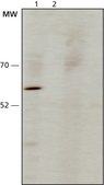 Anti-hFBXW7 antibody , Mouse monoclonal clone FB407, purified from hybridoma cell culture