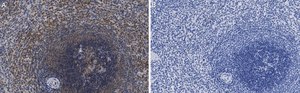 Anti-MEK2 Antibody, clone 1J7 ZooMAb&#174; Rabbit Monoclonal recombinant, expressed in HEK 293 cells