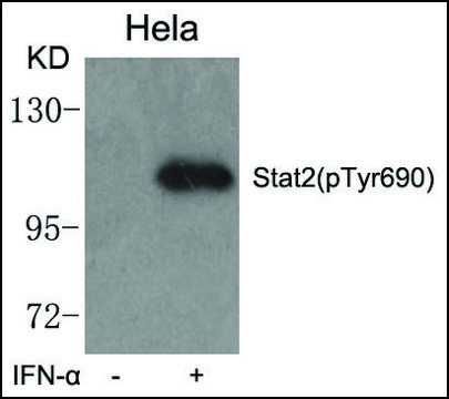 Anti-phospho-Stat2 (pTyr690) antibody produced in rabbit affinity isolated antibody