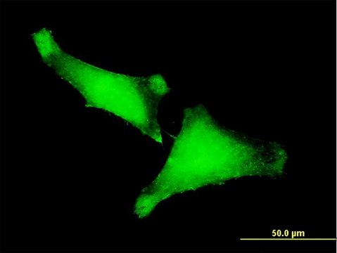 Monoclonal Anti-ZNF175 antibody produced in mouse clone 1C2, purified immunoglobulin, buffered aqueous solution