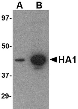 Monoclonal Anti-Hemagglutinin [1E7D8] antibody produced in mouse purified antibody (Protein A)