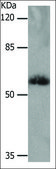 Anti-SLC16A4 antibody produced in rabbit affinity isolated antibody