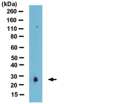 Anti-SAP30 (yeast) Antibody from rabbit