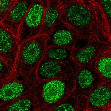 Anti-CIRBP antibody produced in rabbit Prestige Antibodies&#174; Powered by Atlas Antibodies, affinity isolated antibody