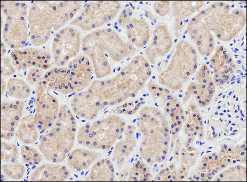 Anti-NIPBL antibody produced in goat affinity isolated antibody, buffered aqueous solution