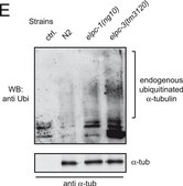 Anti-Ubiquitin Antibody, clone P4D1-A11 clone P4D1-A11, Upstate&#174;, from mouse