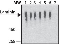 Anti-Laminin antibody, Mouse monoclonal clone LAM-89, purified from hybridoma cell culture