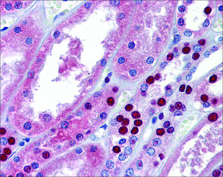 Anti-MPDZ antibody produced in rabbit affinity isolated antibody