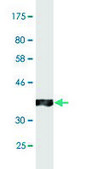 Monoclonal Anti-ABCC2 antibody produced in mouse clone 2H6, purified immunoglobulin, buffered aqueous solution