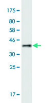 Monoclonal Anti-MYLK4 antibody produced in mouse clone 7A3, purified immunoglobulin