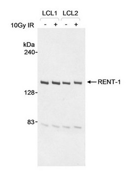 Anti-RENT1 Goat pAb liquid, Calbiochem&#174;