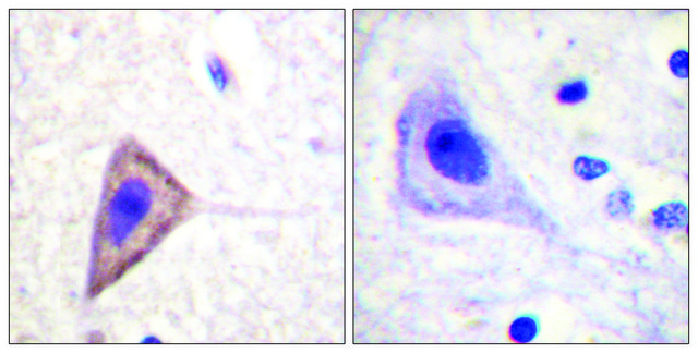 Anti-KV1.3 antibody produced in rabbit affinity isolated antibody