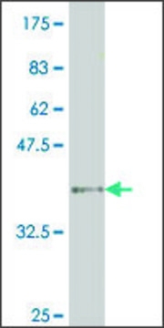 ANTI-HNF4A antibody produced in mouse clone 1F2, purified immunoglobulin, buffered aqueous solution