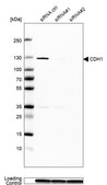 Monoclonal Anti-CDH1 antibody produced in mouse Prestige Antibodies&#174; Powered by Atlas Antibodies, clone CL1170, purified immunoglobulin, buffered aqueous glycerol solution