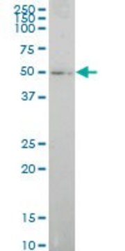 Monoclonal Anti-ELF1 antibody produced in mouse clone 3B7, purified immunoglobulin, buffered aqueous solution