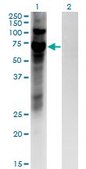 Monoclonal Anti-ZNF10, (N-terminal) antibody produced in mouse clone 1E1, purified immunoglobulin, buffered aqueous solution