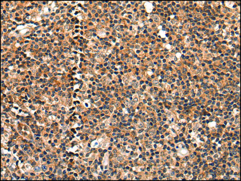 Anti-C16orf45 affinity isolated antibody