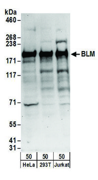 Rabbit anti-BLM Antibody, Affinity Purified Powered by Bethyl Laboratories, Inc.
