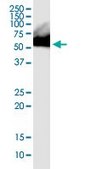 Monoclonal Anti-RNPS1 antibody produced in mouse clone 7G8, purified immunoglobulin, buffered aqueous solution