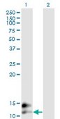 Monoclonal Anti-BGLAP antibody produced in mouse clone 2D4, purified immunoglobulin, buffered aqueous solution