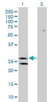 Anti-ATP5F1 antibody produced in mouse purified immunoglobulin, buffered aqueous solution