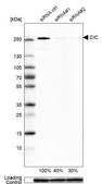 Anti-CIC antibody produced in rabbit Prestige Antibodies&#174; Powered by Atlas Antibodies, affinity isolated antibody, buffered aqueous glycerol solution