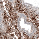 Monoclonal Anti-ITGA8 antibody produced in mouse Prestige Antibodies&#174; Powered by Atlas Antibodies, clone CL7304, purified immunoglobulin, buffered aqueous glycerol solution