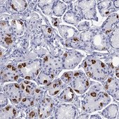 Anti-ATP4A antibody produced in rabbit Prestige Antibodies&#174; Powered by Atlas Antibodies, affinity isolated antibody, buffered aqueous glycerol solution