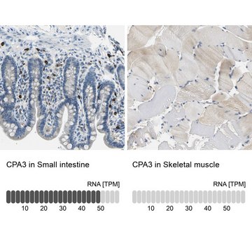 Anti-CPA3 antibody produced in rabbit affinity isolated antibody, buffered aqueous glycerol solution