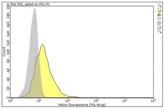 Anti-CEACAM5 (CD66e) Antibody, clone M5A clone M5A, from mouse