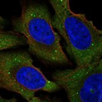 Anti-EIF4E antibody produced in rabbit Prestige Antibodies&#174; Powered by Atlas Antibodies, affinity isolated antibody, buffered aqueous glycerol solution
