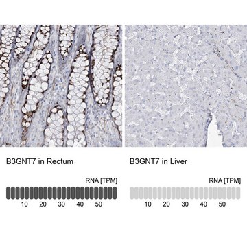 Anti-B3GNT7 antibody produced in rabbit Prestige Antibodies&#174; Powered by Atlas Antibodies, affinity isolated antibody, buffered aqueous glycerol solution